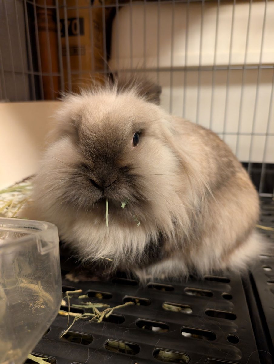 うさぎの家さま⋆*　ご確認用 卯】ウサギの社寺彩色の話｜巳白