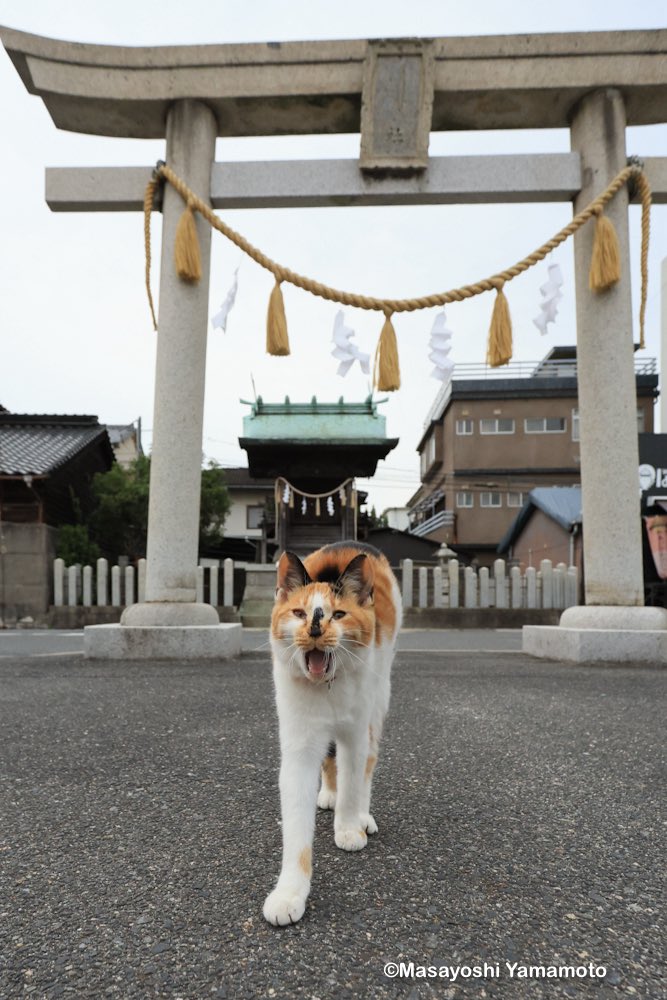 nekoiroiro's tweet photo. 神支度

#にゃん神様 https://t.co/tVJnpAPhcC