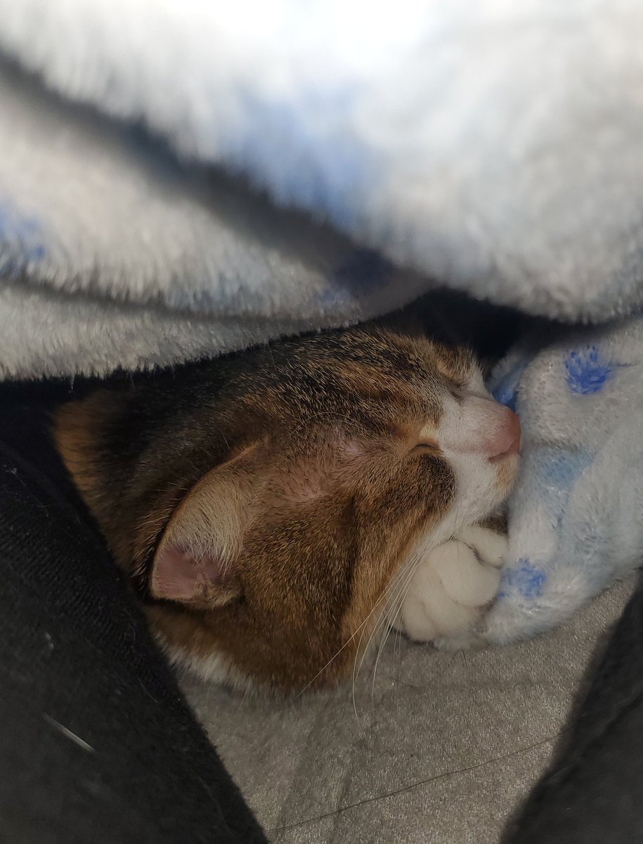 もも猫ページ 早く帰って猫と寝たい #桃の成長記録