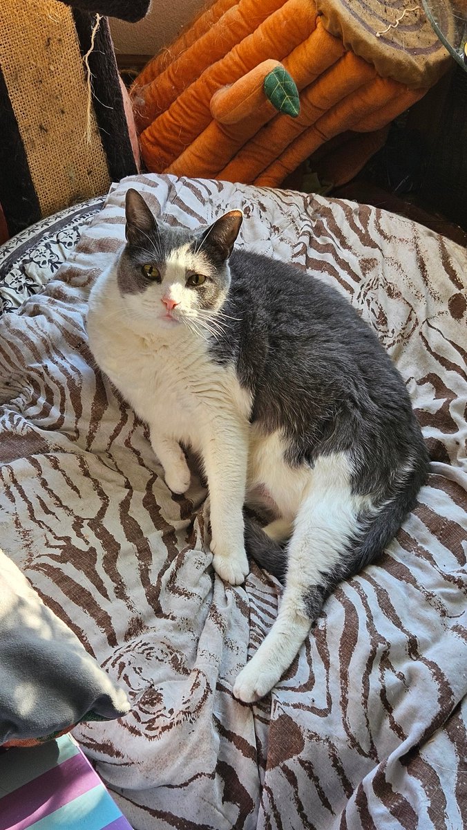 Its cuffing season who want a Big Beautiful Bboy