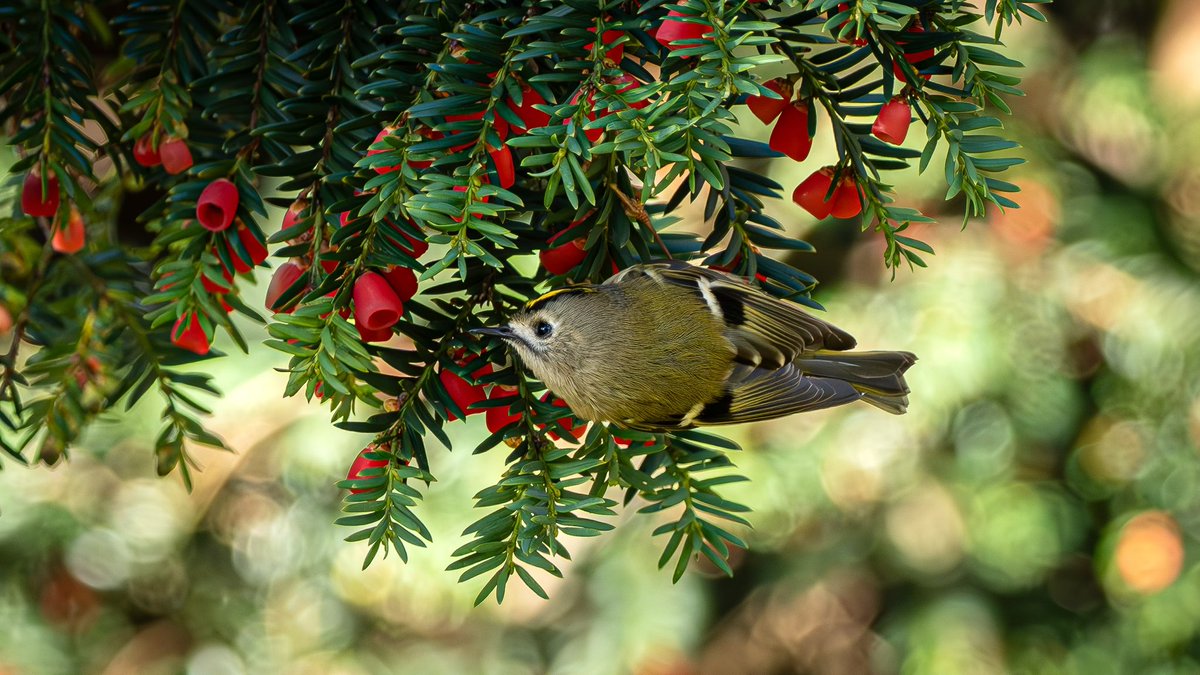 Pied Sandpiper tweet media