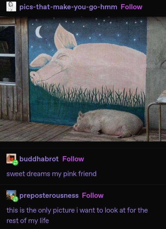 WholesomeMemes (@wholesomememe) on Twitter photo 