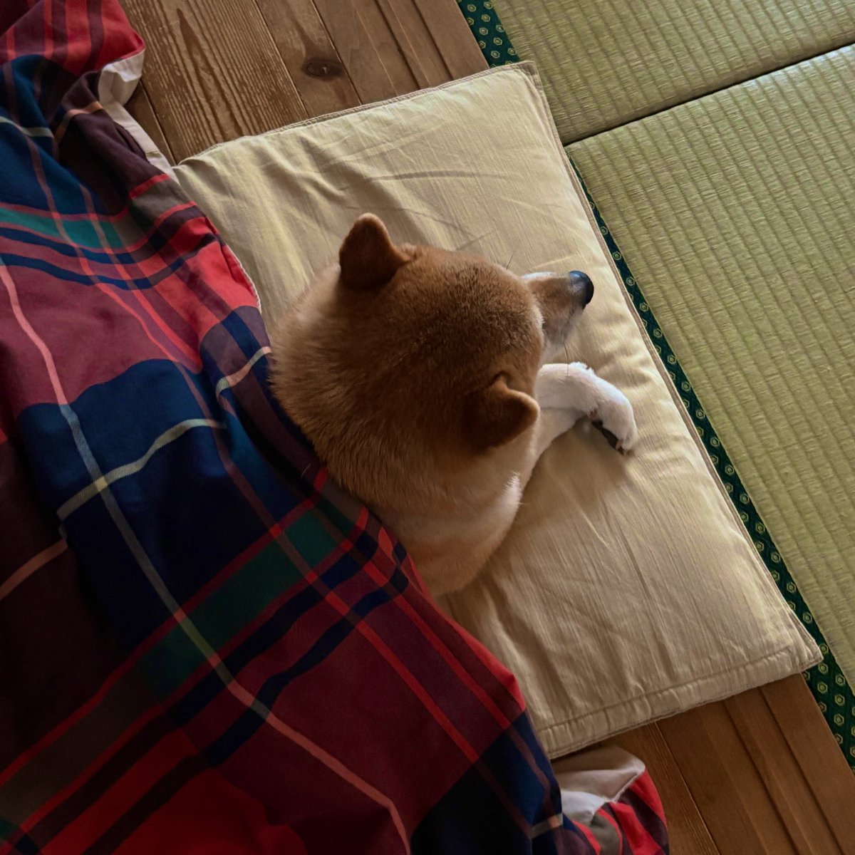 wasabi_shibainu's tweet photo. ……くつろぎすぎじゃない？

#柴犬のいる生活 
#柴犬のいる幸せ 
#柴犬のいる暮らし https://t.co/DHdHPYKgUC