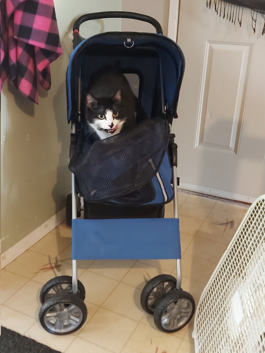 KittyFails's tweet image. He is asking so nicely...
It's cold outside and I don't want to go for a walk 😒