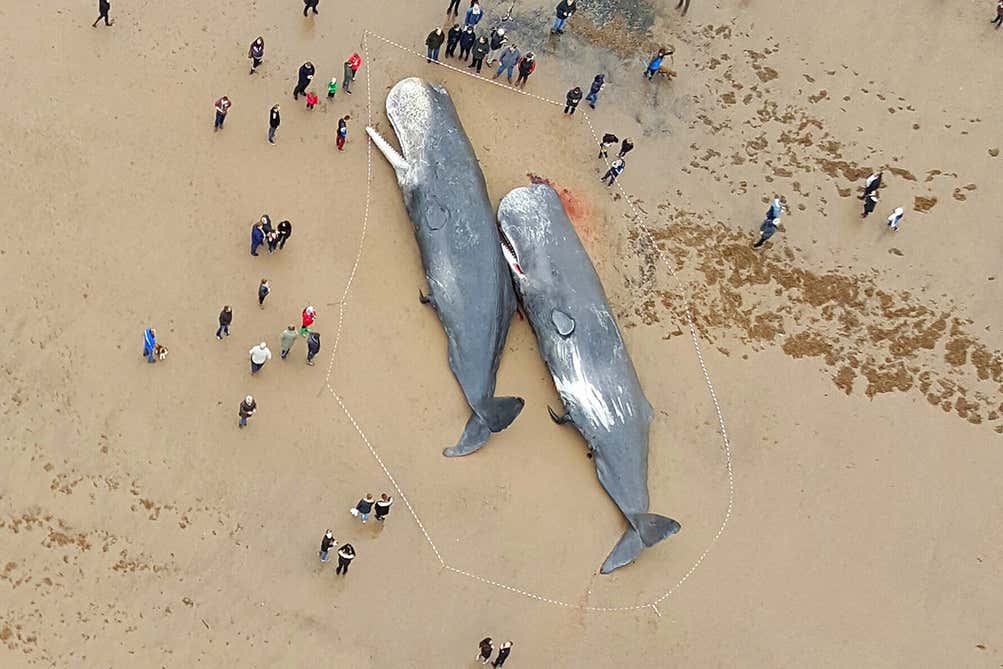<a href="/ECOWARRIORSS/">GO GREEN</a> Thousands of marine mammals DEAD on Britain’s beaches — as ‘alarming’ numbers of strandings are recorded…

Whales, dolphins, porpoises and seals are dying in large numbers
jasonendfield.medium.com/thousands-of-m…
