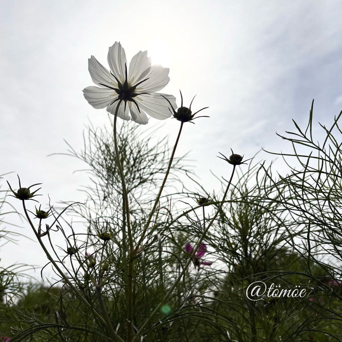 tt_drooop's tweet image. いい朝だった日
いい朝を作っていこう

会えてよかった♡