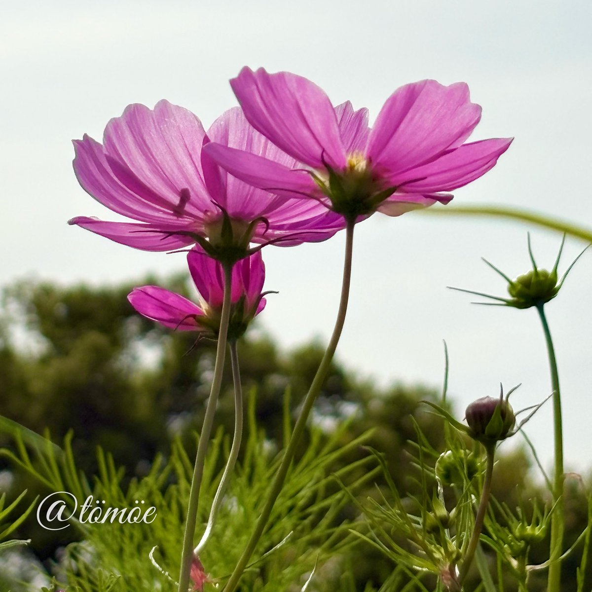 tt_drooop's tweet image. いい朝だった日
いい朝を作っていこう

会えてよかった♡