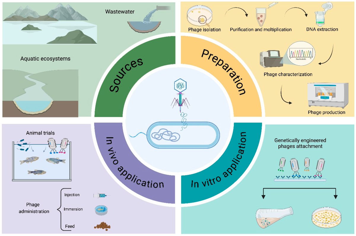 Micro_MDPI's tweet image. 🐟🦠 Phage therapy in aquaculture?
With rising antibiotic resistance, bacteriophages are emerging as promising tools to combat bacterial infections in fish and shellfish farming. aquaculture.

🔗 mdpi.com/2076-2607/13/4…

#PhageTherapy #Aquaculture #AntimicrobialResistance