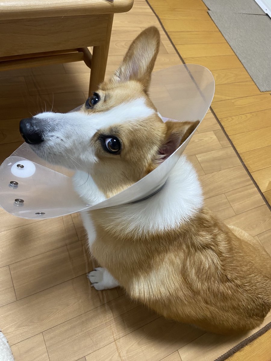 raraRAMU0221's tweet image. 金曜日にエリカラ取れる予定
#welshcorgi #コーギーのいる暮らし　#小夏　#こなっちゃん