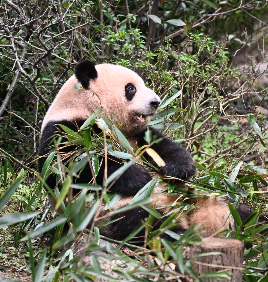 #ファーファー (#花花)可愛く食べてました✨💕

【これから中国に行かれる方に④】
中国人の割り込み、追い抜き、どこでもタバコ吸う、等々いちいち気にしてるとメゲるしムカつくし言って聞く(効く)ような国民性じゃないので、早々に耐性をつけ、楽しんできてください☝️
私もこちらでやられました😙