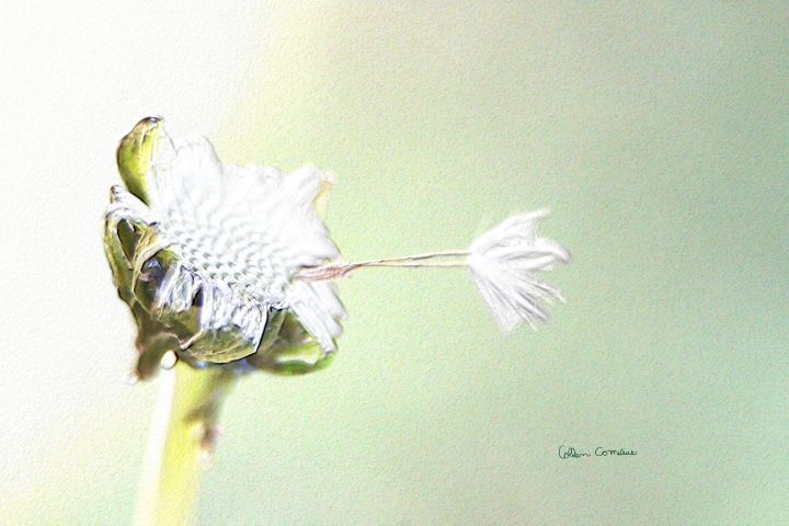 Art of the Day! "Hang On - Faux Embossed". Buy at: ArtPal.com/ButterflysAtti…