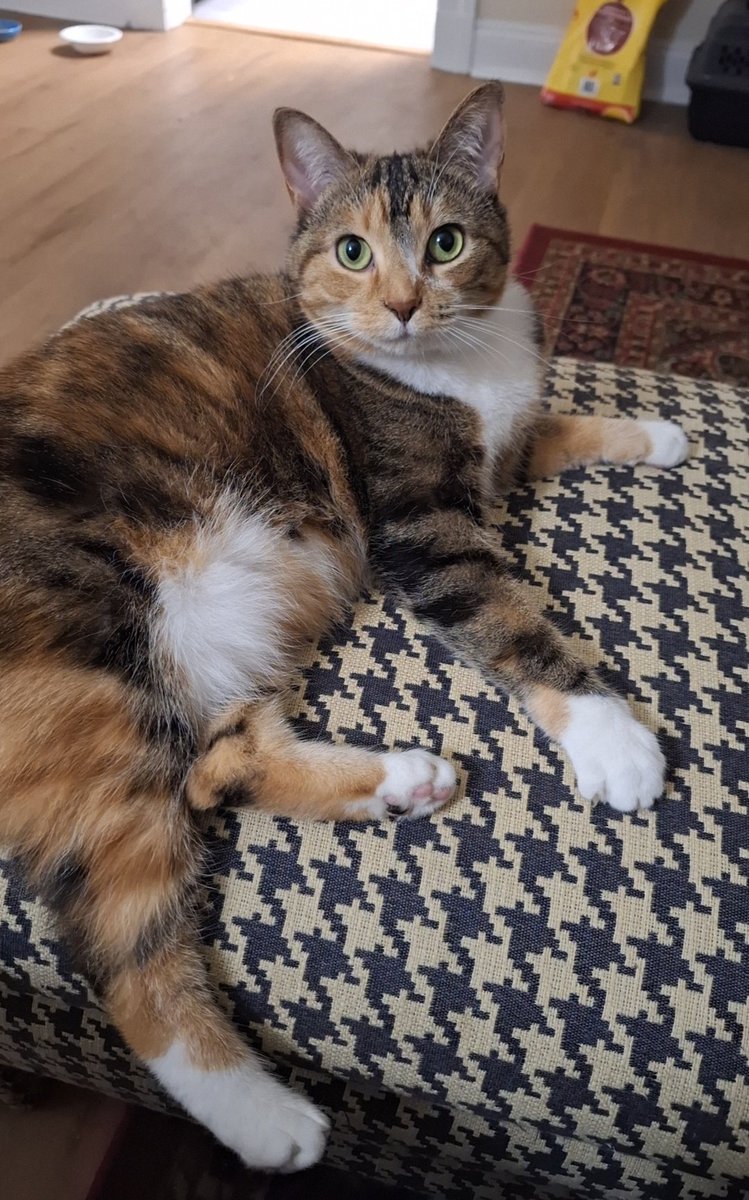 goatedkittycat's tweet image. Her face is so human-like sometimes