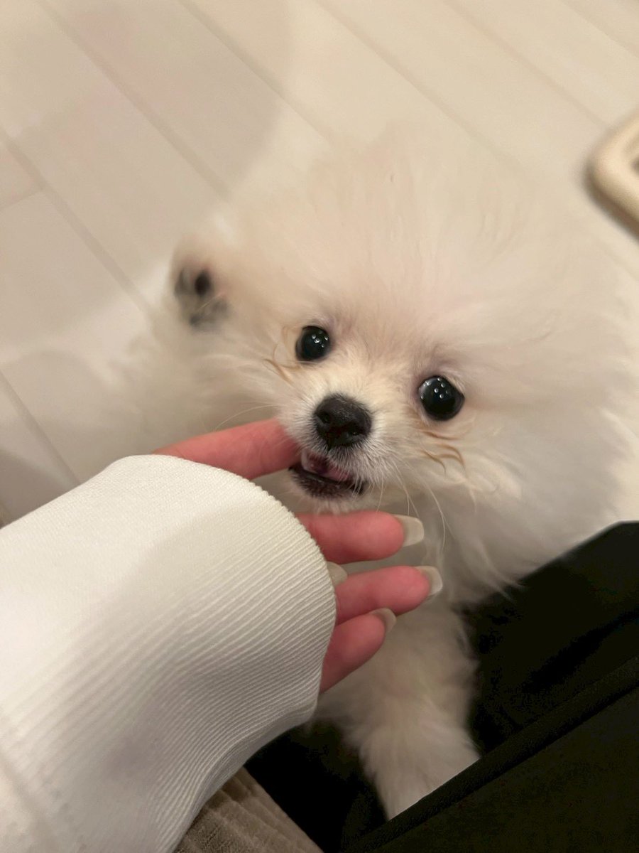 _solking's tweet photo. #お迎えした頃の自慢の一枚見せて https://t.co/CJpAYnXPsP
