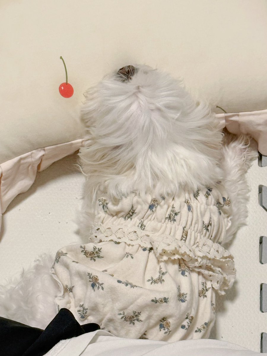 炸雪機動盒 tweet media