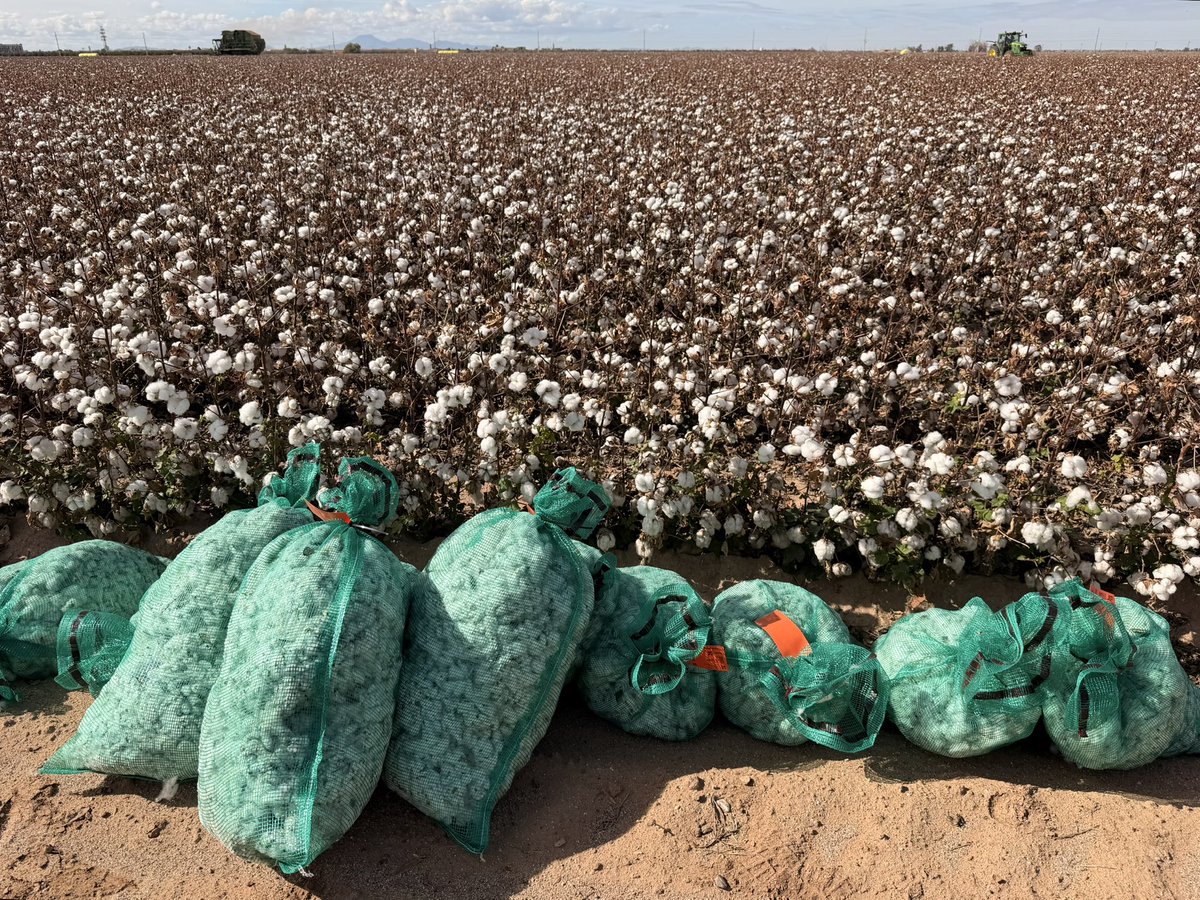 avikm90's tweet photo. Harvesting of Bayer NPE Cotton Variety Trial (nine varieties) at Casa Grande, AZ https://t.co/bZn9YSsP1L