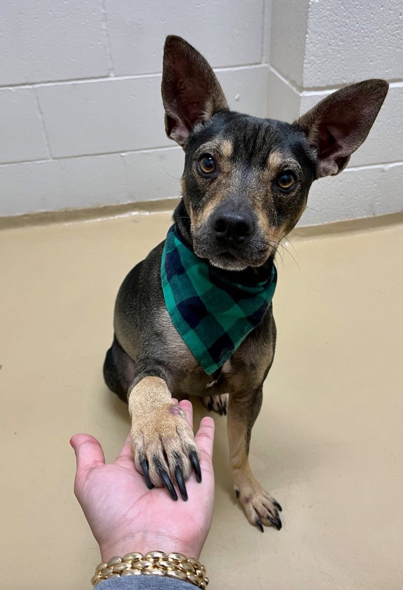 LoneStarChica's tweet image. More pics of sweet boy Reggie who found himself on the Urgent list after his owner died.