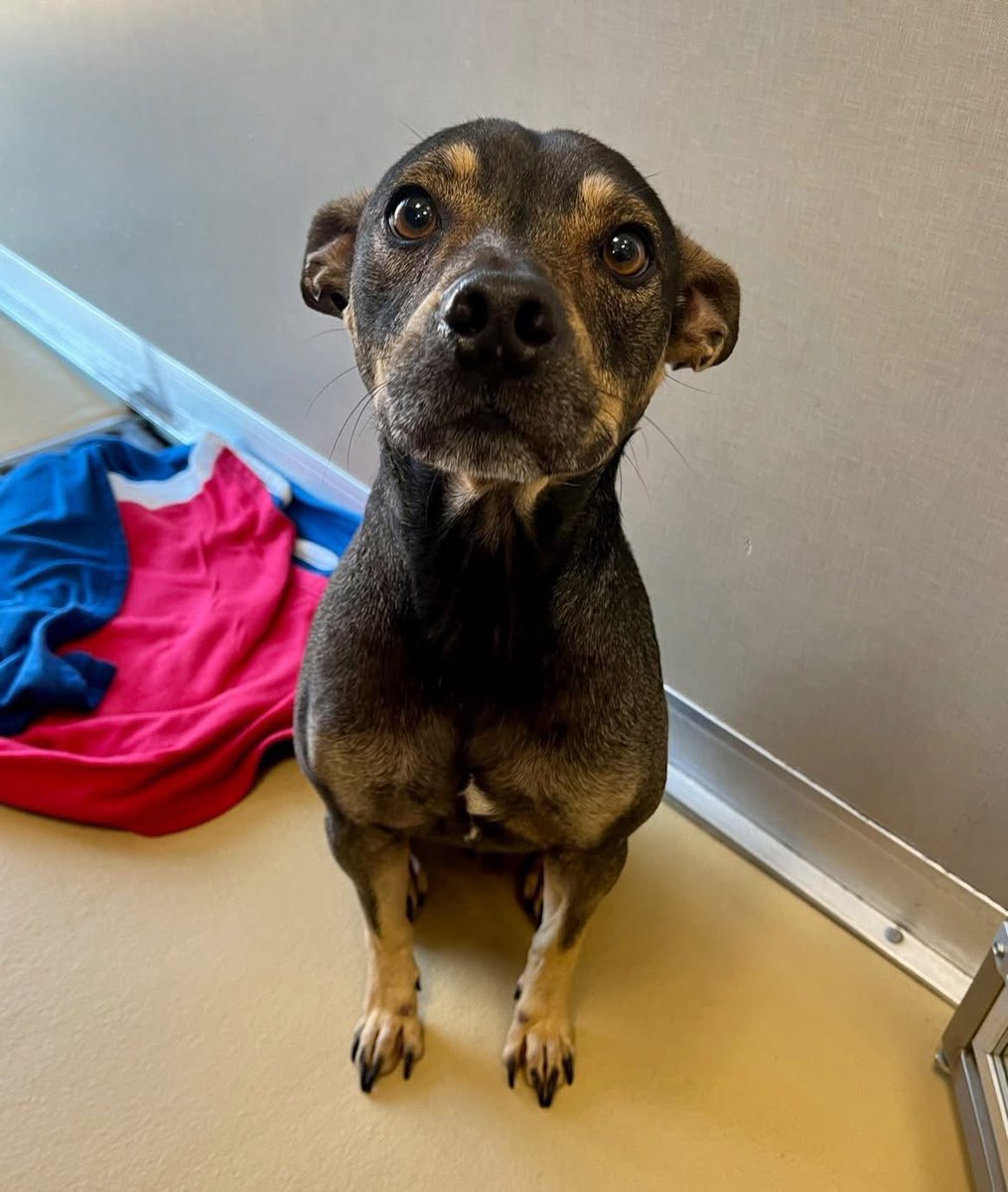 LoneStarChica's tweet image. More pics of sweet boy Reggie who found himself on the Urgent list after his owner died.