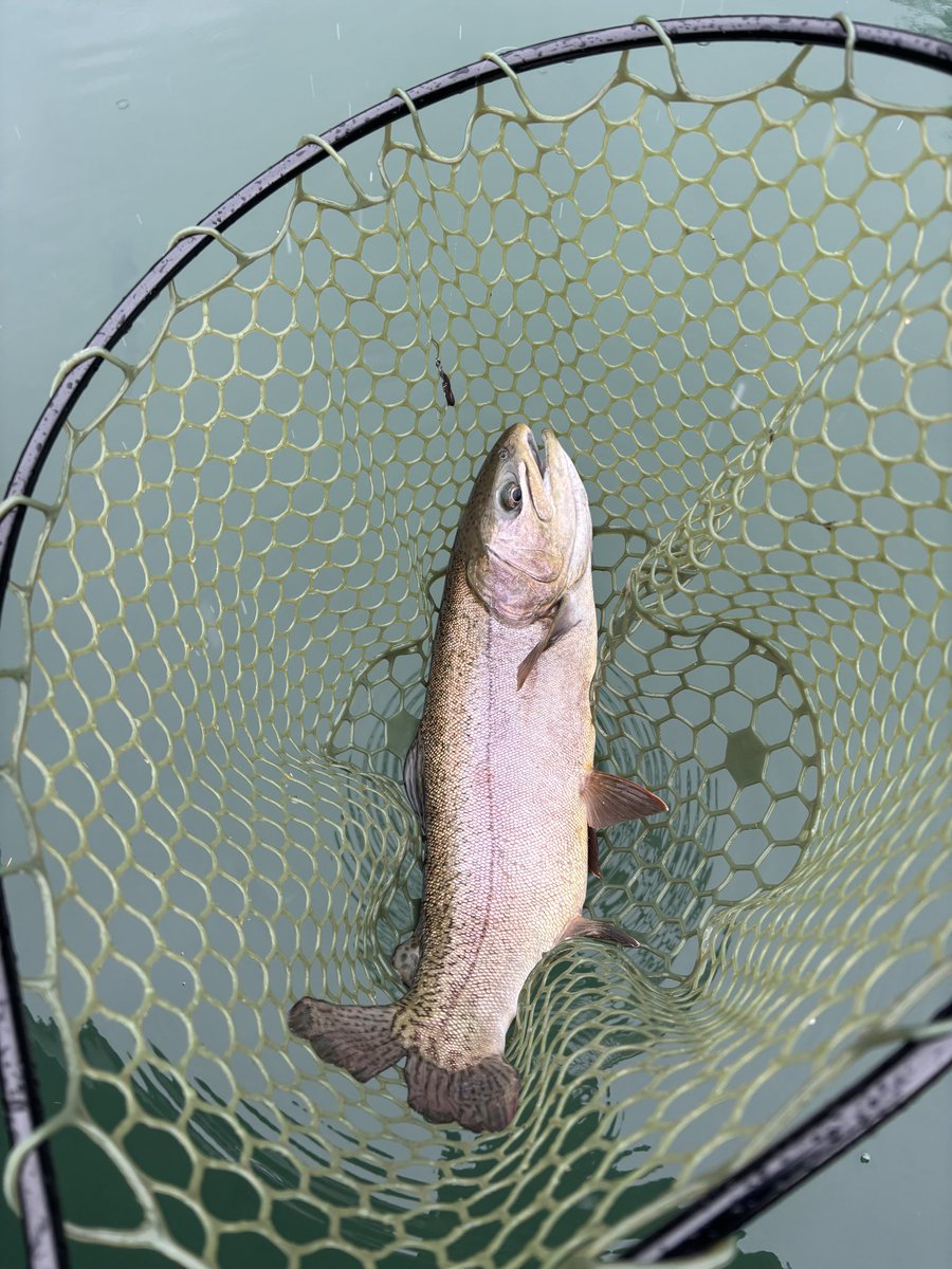 ベルベットアーツ　ワールドチャンプ01 7種　ベルニョロ　クリア ベルベットアーツ ワールドチャンプ01 7種 ベルニョロ クリア ルアー