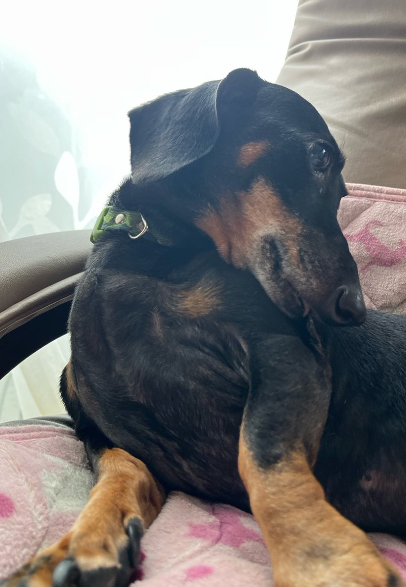 実家の犬、ブルーアイズホワイトドラゴンだった。