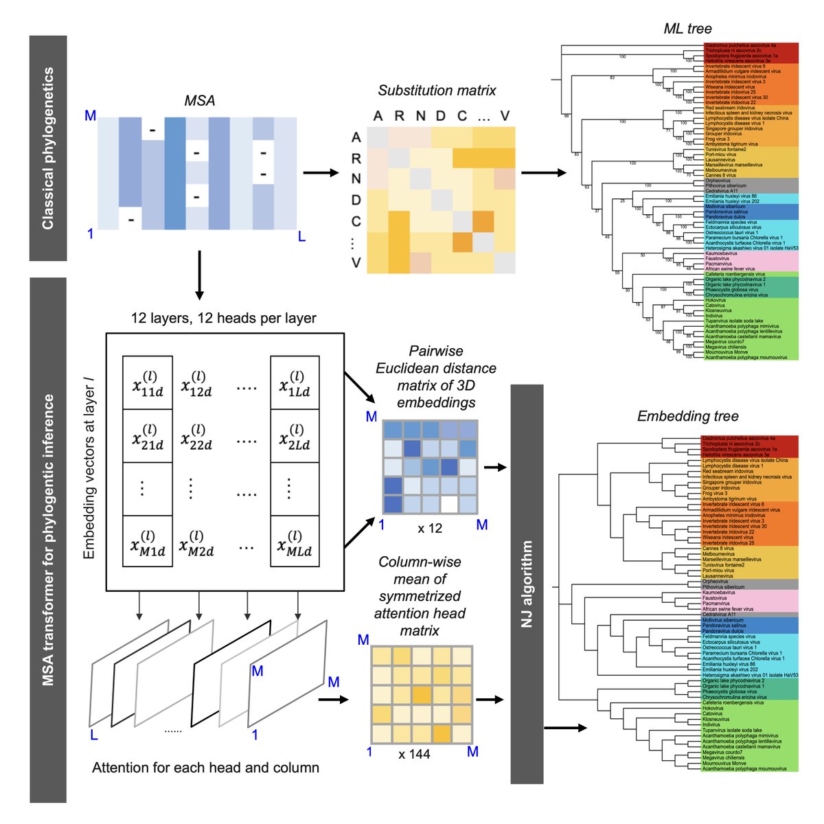 ruyic818's tweet image. 📢 Our paper &quot;Learning the language of phylogeny with MSA Transformer&quot; is out in @CellSystemsCP!  A big thank you to both my collaborators and my mentors. 😭 @gabefoley @mikaelboden

🔗 cell.com/cell-systems/a… 

#bioinformatics #phylogenetics #MSATransformer #AIforScience