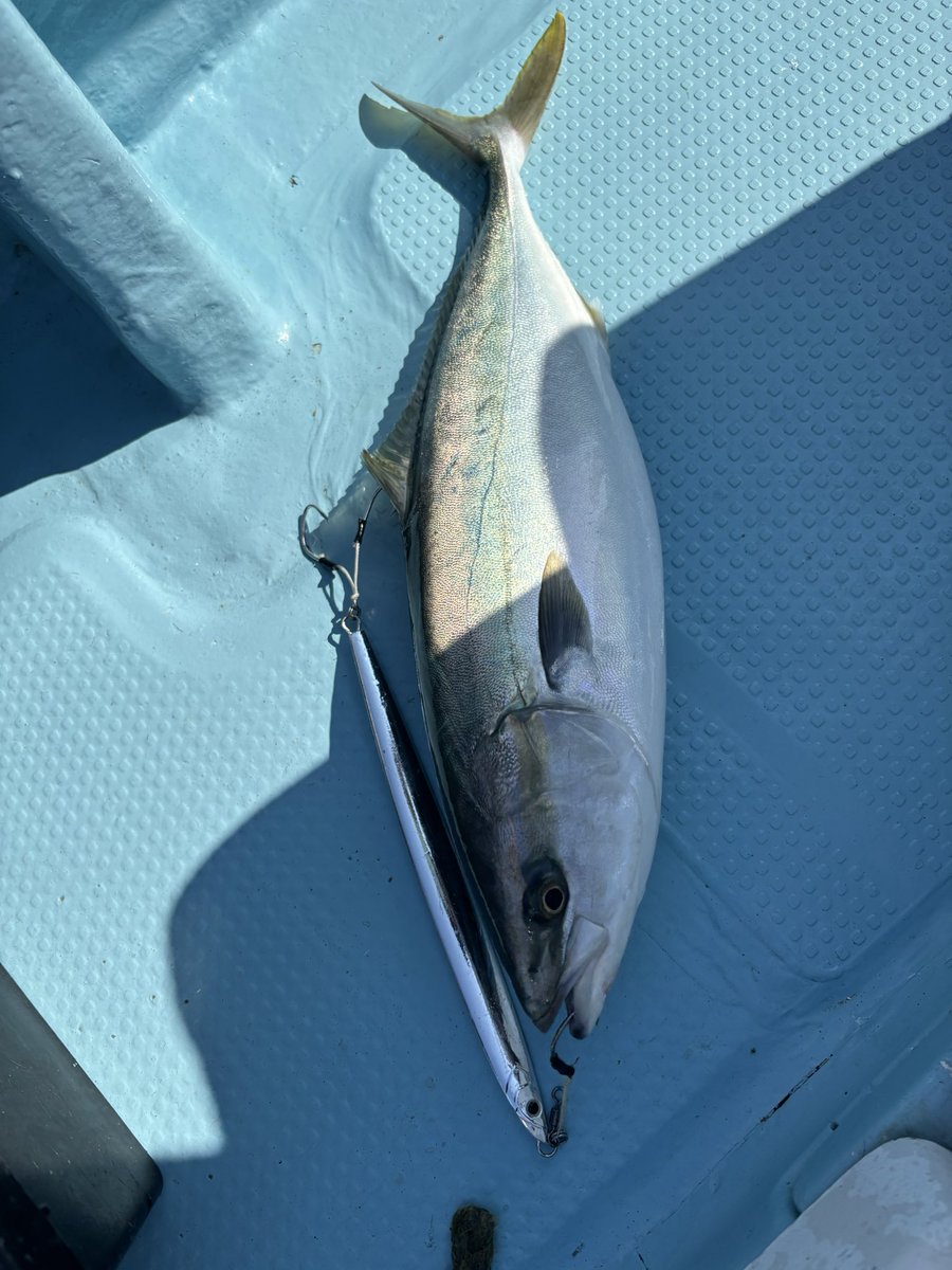 昨日の鳴門ジギング
タチパターン釣行のご報告！！
北の青物会場でハマチ②
南のタチパターン会場でサワラ①サゴシ①
ハマチ②でした。シルバーロングが突き上げらる瞬間・・そこから始まるサワラとの攻防戦！！とてもスリリングで楽しかったです👍

#ガラパゴス Long type260