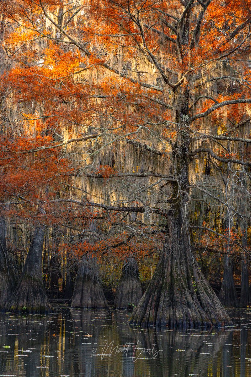 mattlantz's tweet image. Took my boys out to Caddo Lake for some fishing and camping over the weekend.  I took my camera too because the bald cypress trees were in peak color! 

#CaddoLake #Texas #fallcolor #txwx