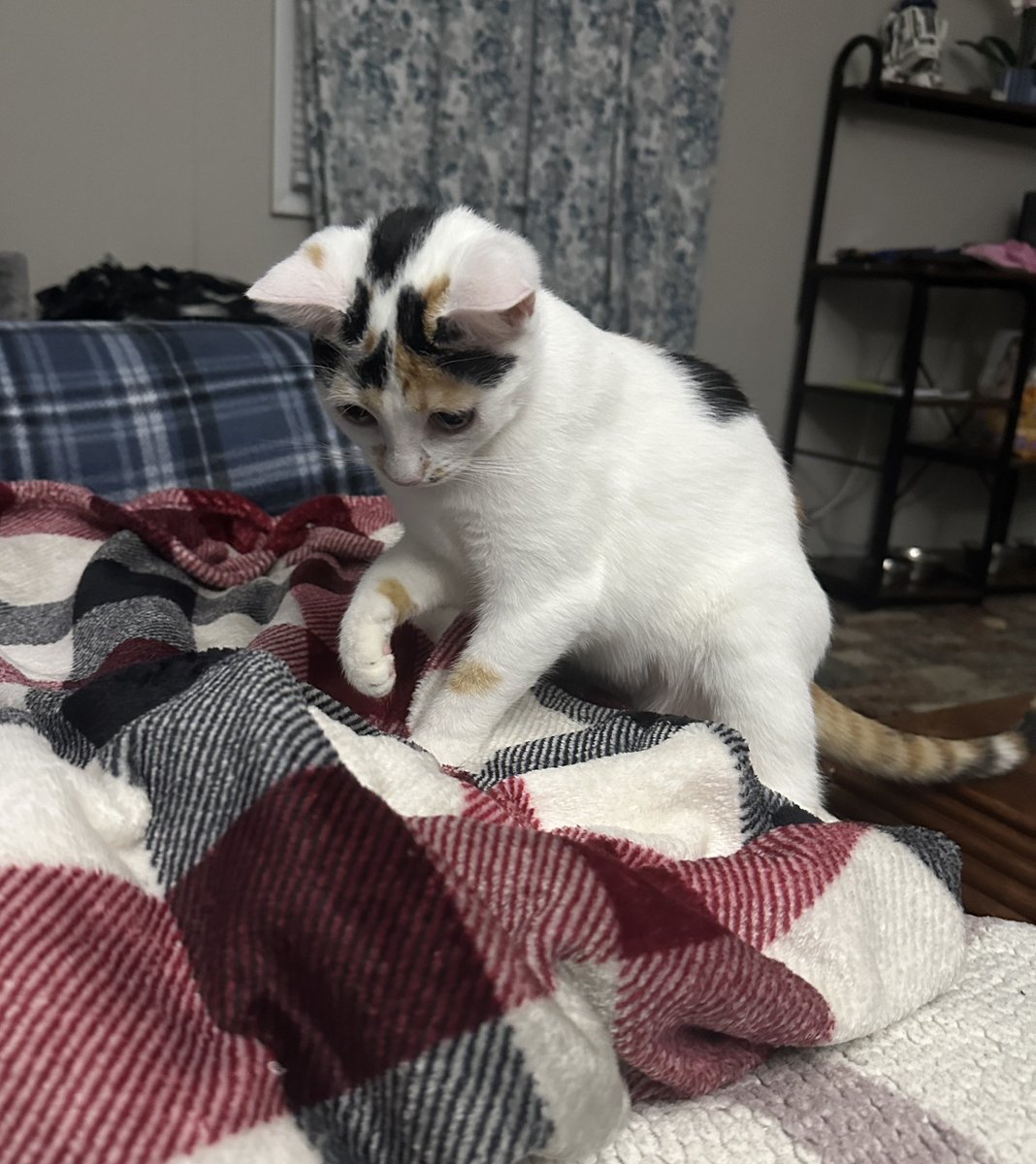 KiwiCat0703's tweet image. Kiwi is using her 1 brain cell to figure out what a blanket is