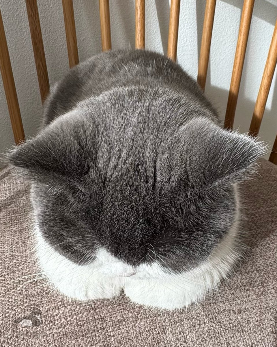 すずらんぬ🏊‍♂️『Free!』ｵｹｺﾝ🗼🐥済@充電中 (@free86side) / Posts / X