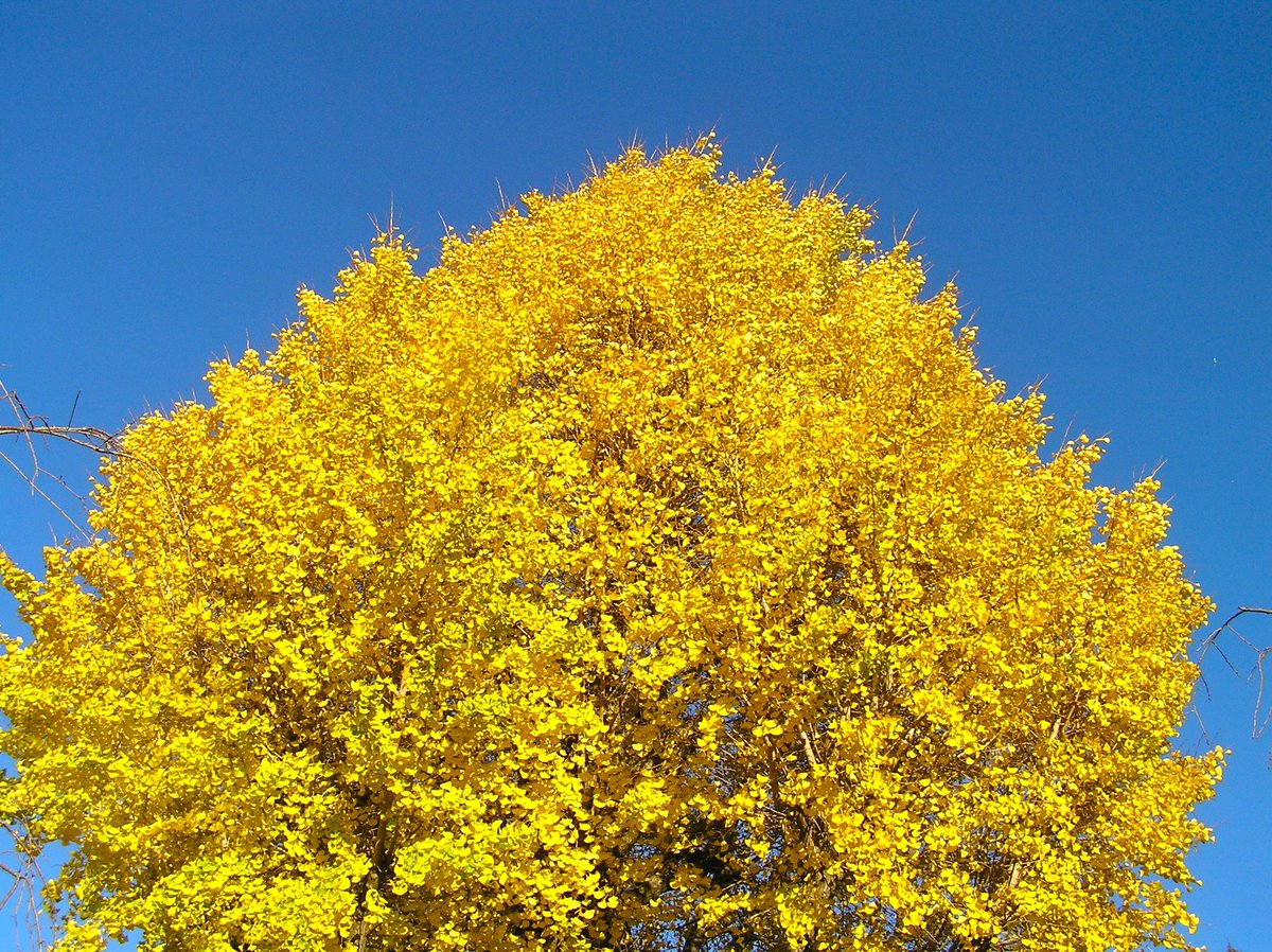 メールマガジン359号発行しました！
・森と緑と気になる情報を月2回配信しています。
・情報や感想などをお寄せください。
●最新号とバックナンバー閲覧＆購読申込み（無料）
moridukuri.jp/information/ma…
▼黄葉(神奈川・岡山にて／写真・中沢和彦)