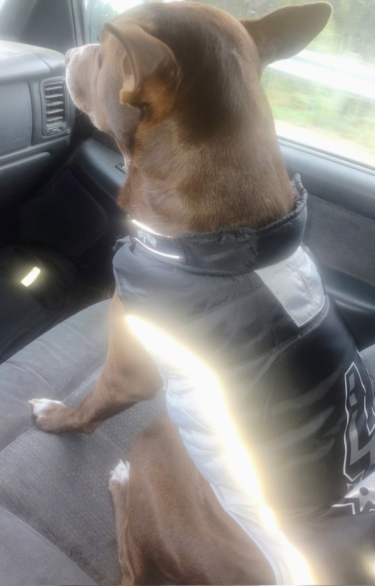 Chico! #SpursPetoftheMonth