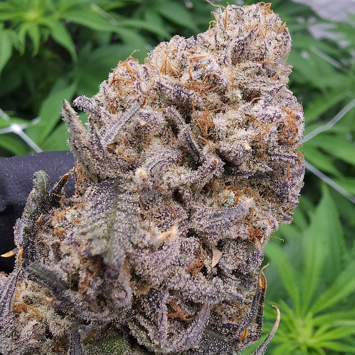 CaliCorner1's tweet photo. Nightcap exotica selections going out for testing. Narrowed down to 6. This was an awesome seed hunt that yielded a variety of dank plants. https://t.co/wxMzv6ZELC