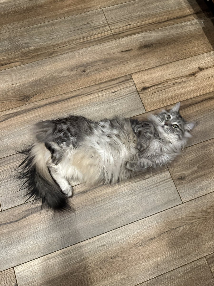 AbolishRegret's tweet image. Chat redeemed cat so here’s Jax