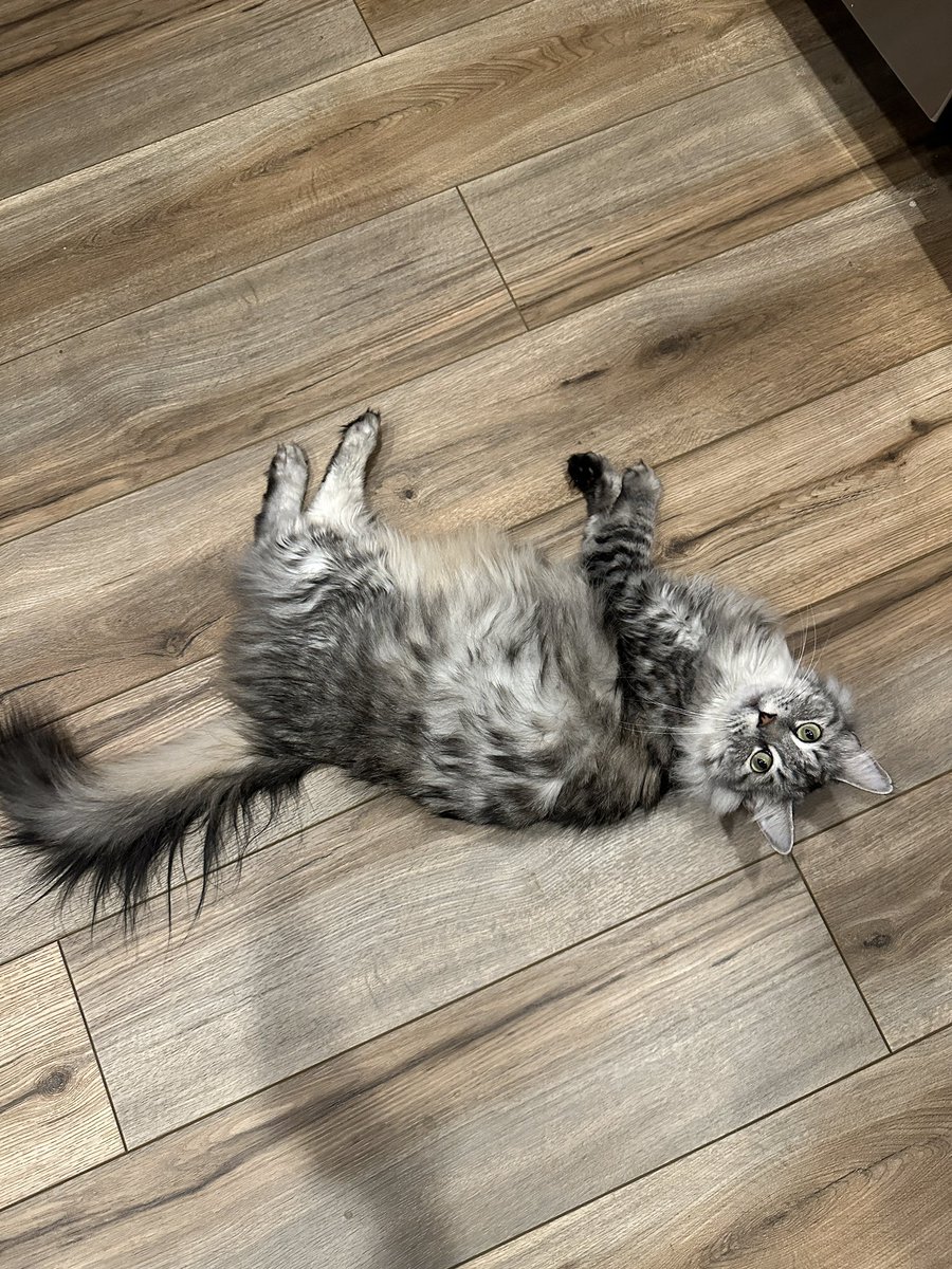 AbolishRegret's tweet image. Chat redeemed cat so here’s Jax