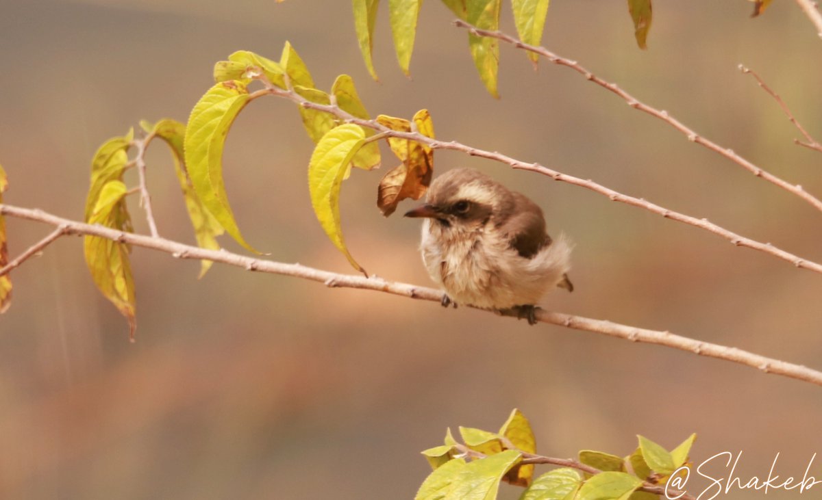 Common Woodshrike
#birds #wildlife #WildLifeLovers #WildlifeWednesday #NaturePhotography #nature #Travel #Nepal #Bardiyanationalpark