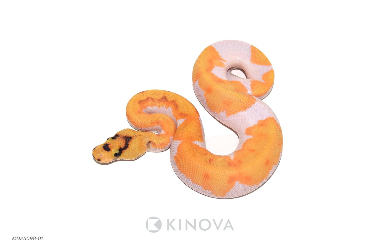 KINOVA Reptiles tweet media