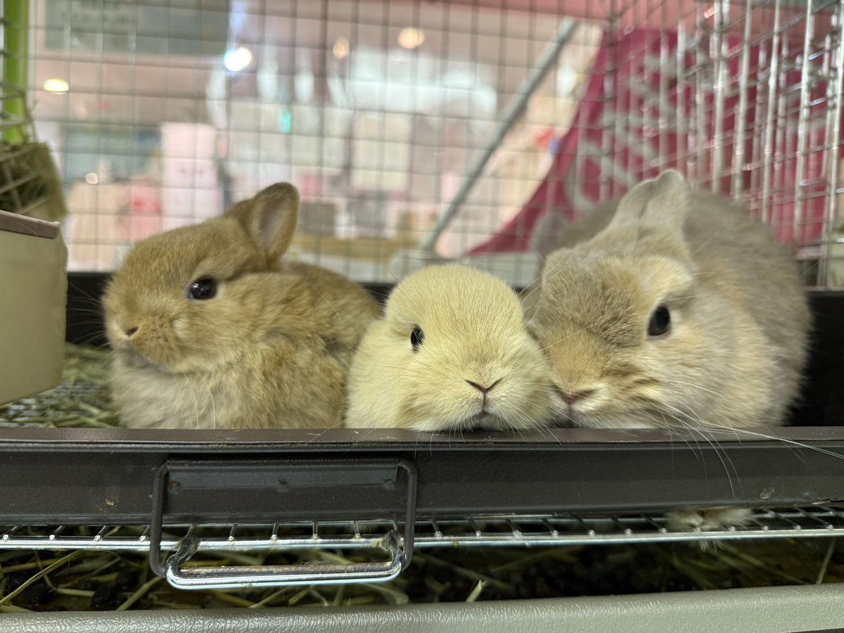 11/18は休業日です💤
ごめんねごめんね〜

明日来てね🐰🐰

#うさぎカフェ