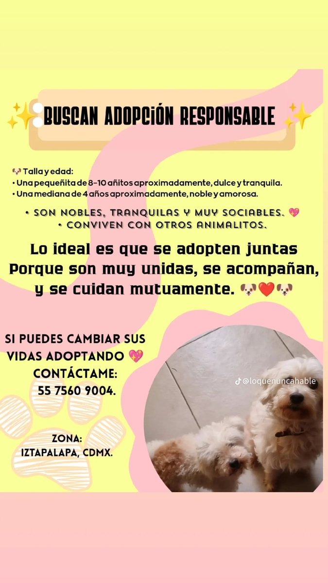 zazzet27's tweet photo. #adopta
#adopcionresponsable 
#ADOPCIÓN https://t.co/F9QYYIUKHw