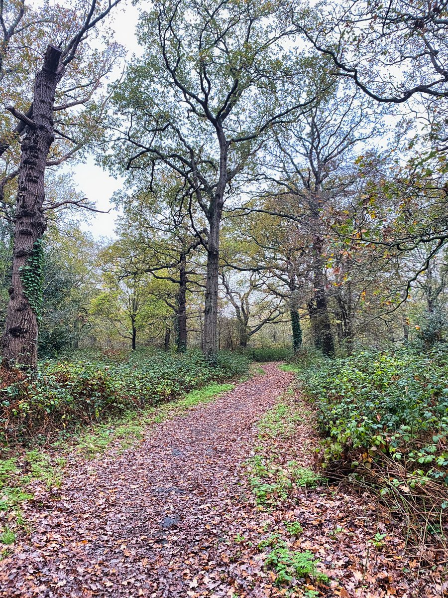 walks_camera's tweet image. Long Lane Wood #thicktrunktuesday #trees #TreeClub