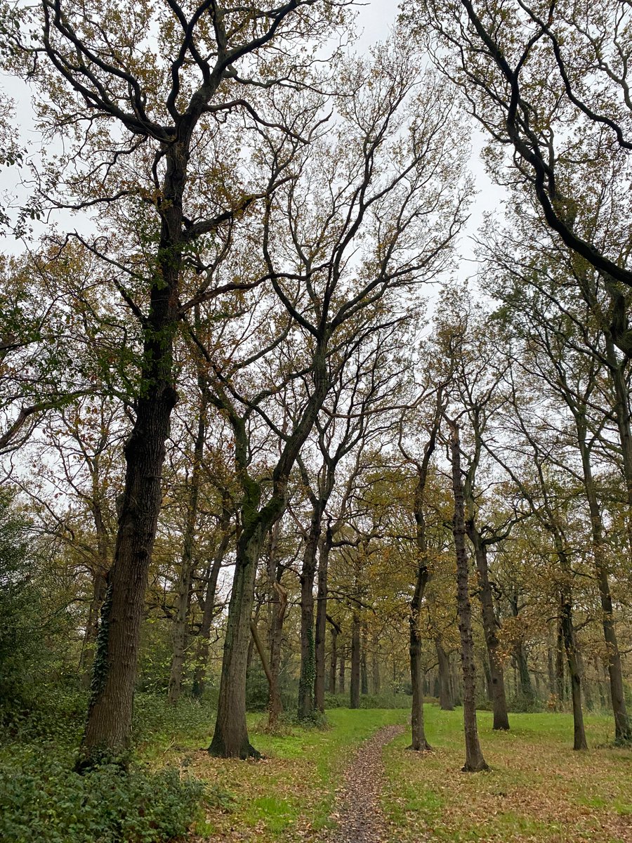 walks_camera's tweet image. Tall trees #thicktrunktuesday #woodland #TreeClub
