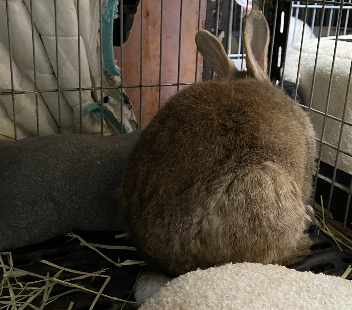 Oxql5c0's tweet image. おはようございます😊
曇り空⛅️
暖かくお過ごし下さいね

ご飯食べてネムネム🐰💤
1日ほとんど寝てます

今日は午後から、母の病院です🏥
行ってきます🚗