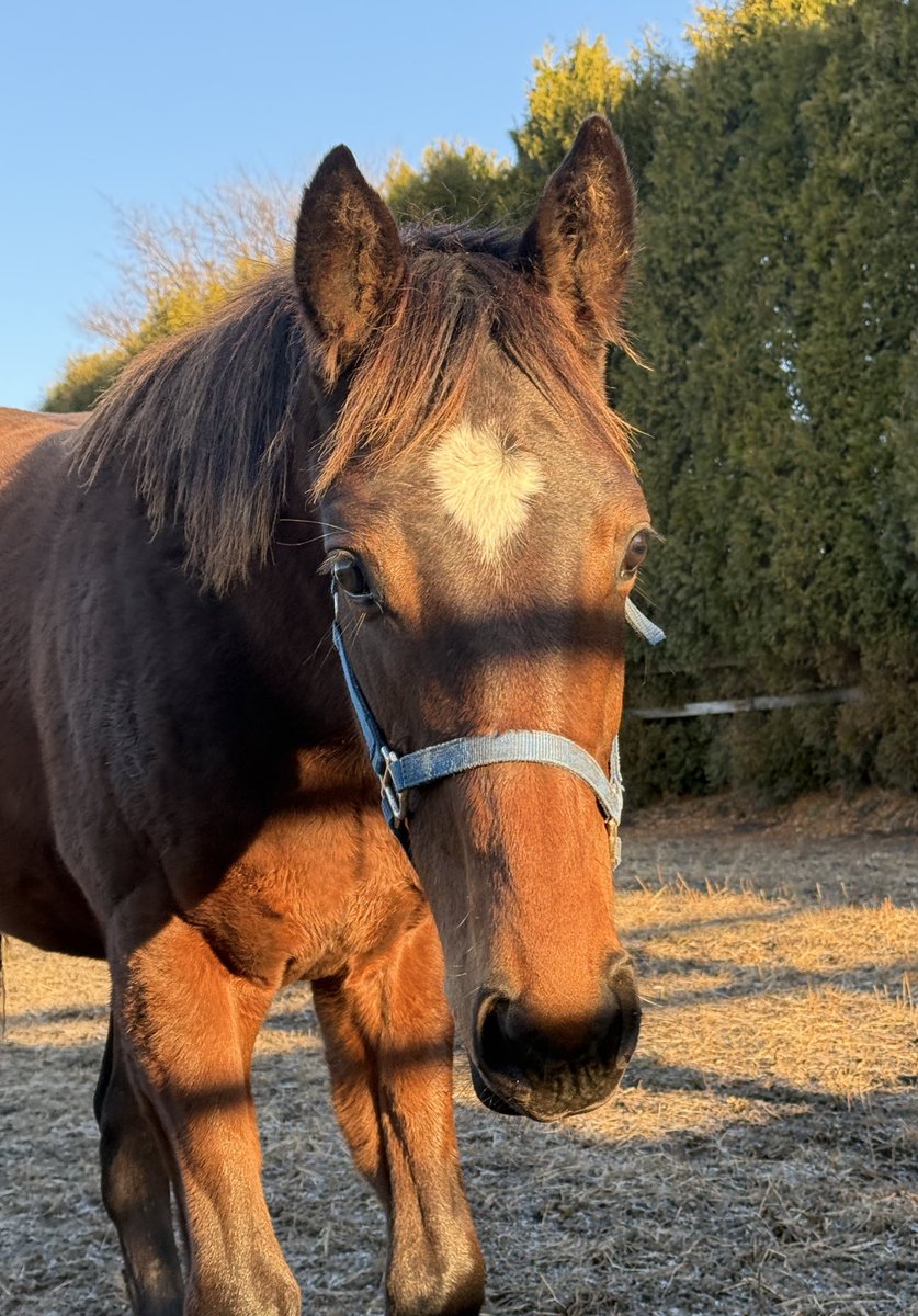 oumanobaketu's tweet image. 冬毛のもふもふに🐴