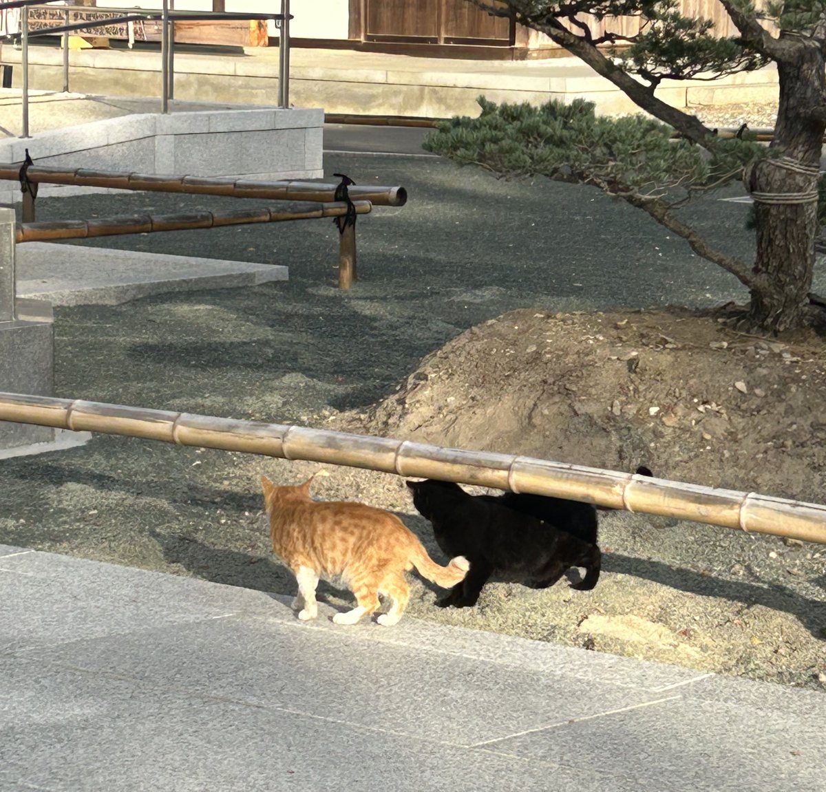 ❁ tou-myou ❁ページ 今日は ❤️❤️ 🐈🐈‍⬛