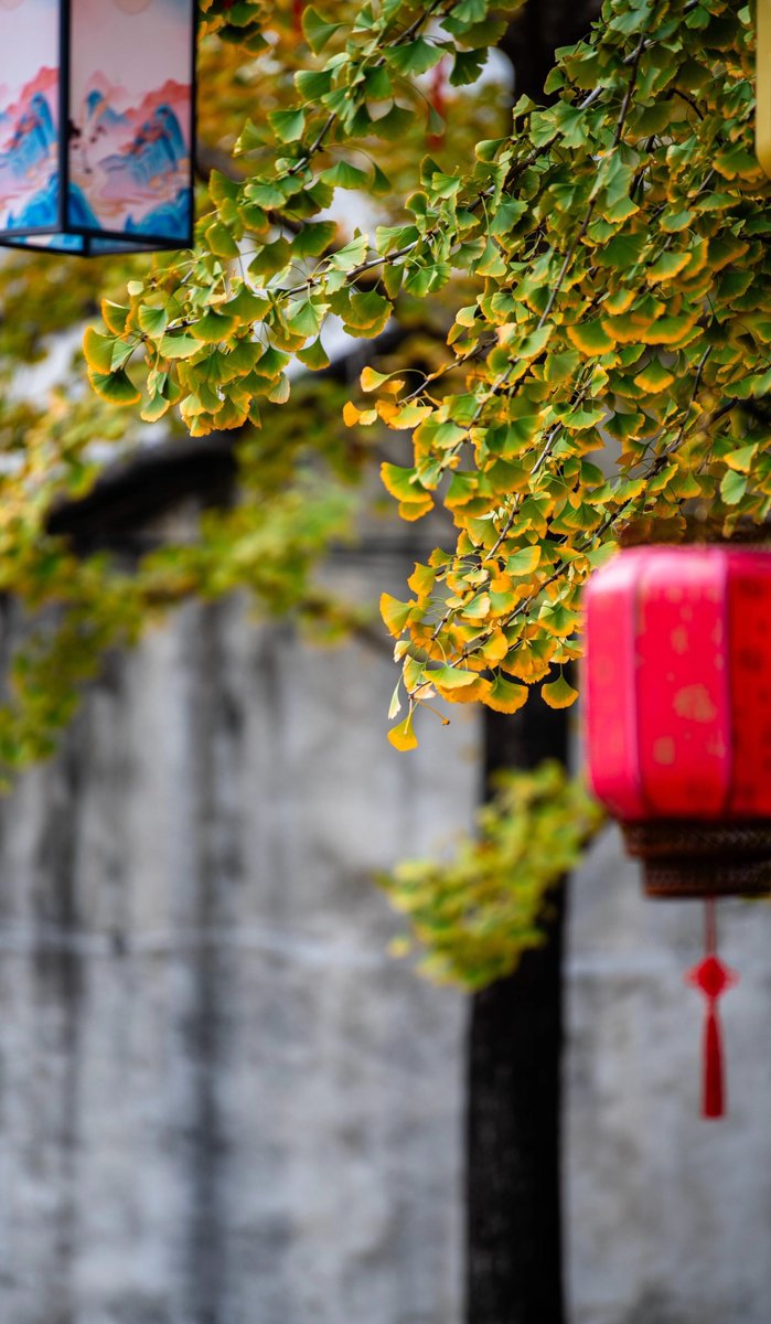 aishuzhan's tweet image. 老墙、枝桠和随风晃的光影，都是季节慢下来的温柔。