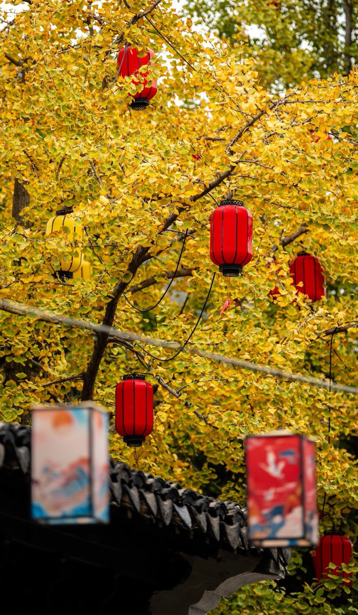 aishuzhan's tweet image. 老墙、枝桠和随风晃的光影，都是季节慢下来的温柔。