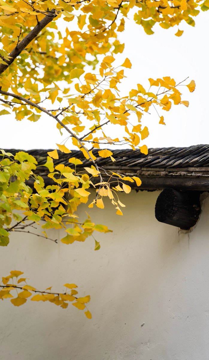 aishuzhan's tweet image. 老墙、枝桠和随风晃的光影，都是季节慢下来的温柔。