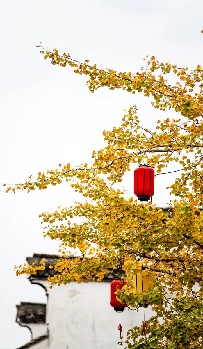 aishuzhan's tweet image. 老墙、枝桠和随风晃的光影，都是季节慢下来的温柔。