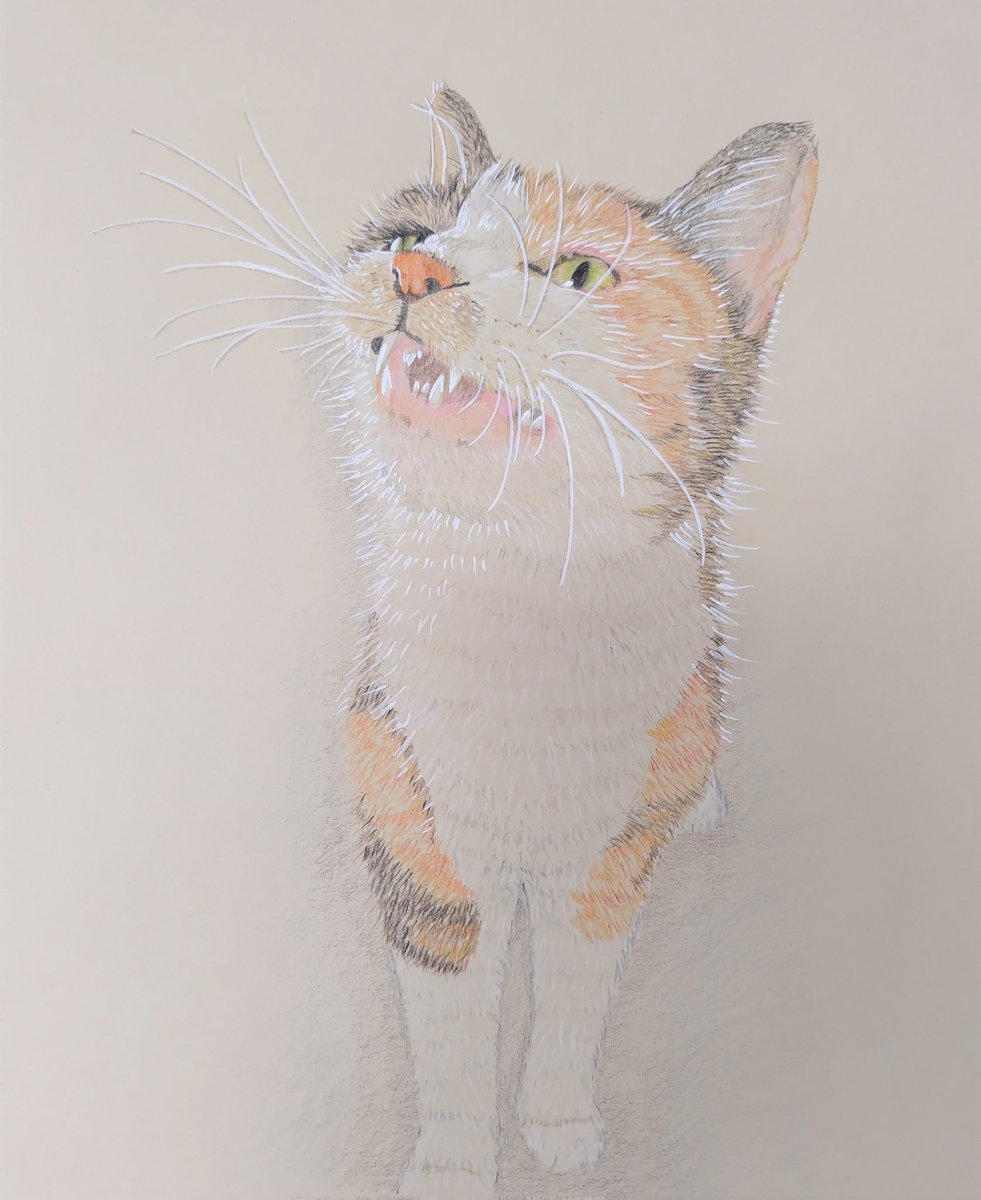 猫色鉛筆画。しばらく描いていないあいだ、鉄筆を使ってみたり違う描き