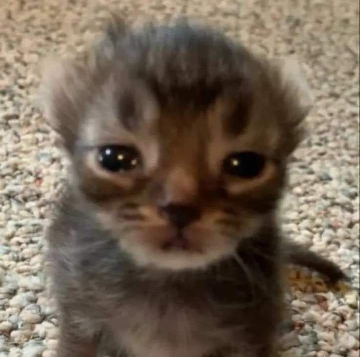 astrobort tweet media