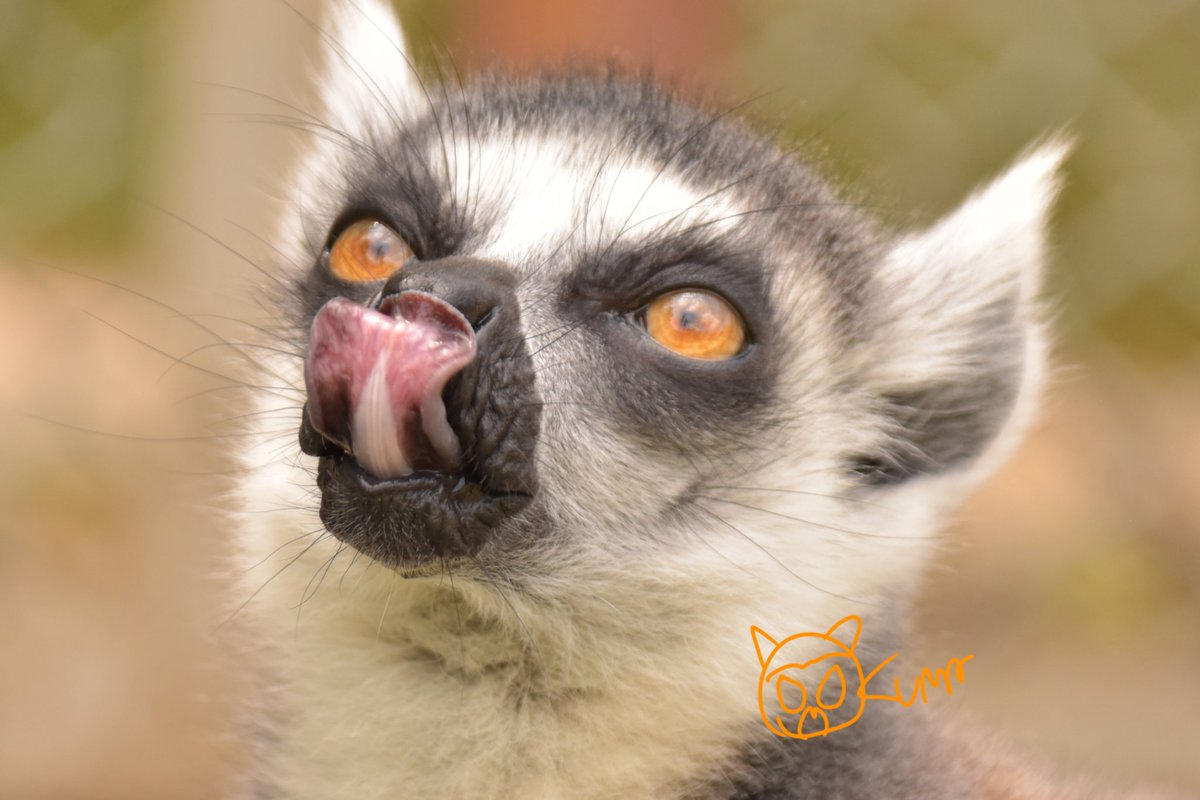 おくまページ( * ॑꒳ ॑*) すみっコぐらしのおやすみライトミニ しろくま(EX-3173) ハシートップ