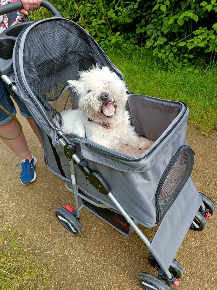 Stevecathutch's tweet image. Can&apos;t believe it&apos;s a year since you went over the rainbow little fella, we do miss you so #Robbie